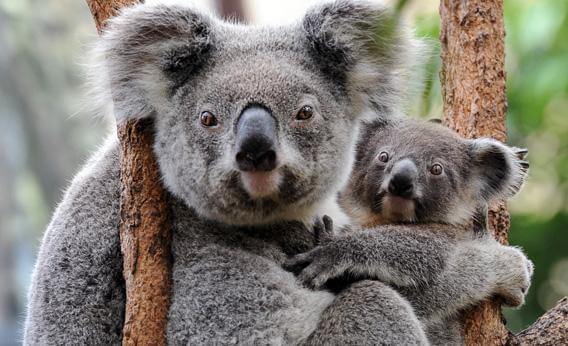 Viaggio da sogno con i bambini in Australia koala